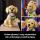 LEGO ICONS 11384 Szczeniak golden retriever - 1488997 - zdjęcie 6